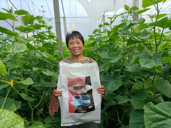 種植前一個(gè)措施，死棵、病毒、早衰都不怕！