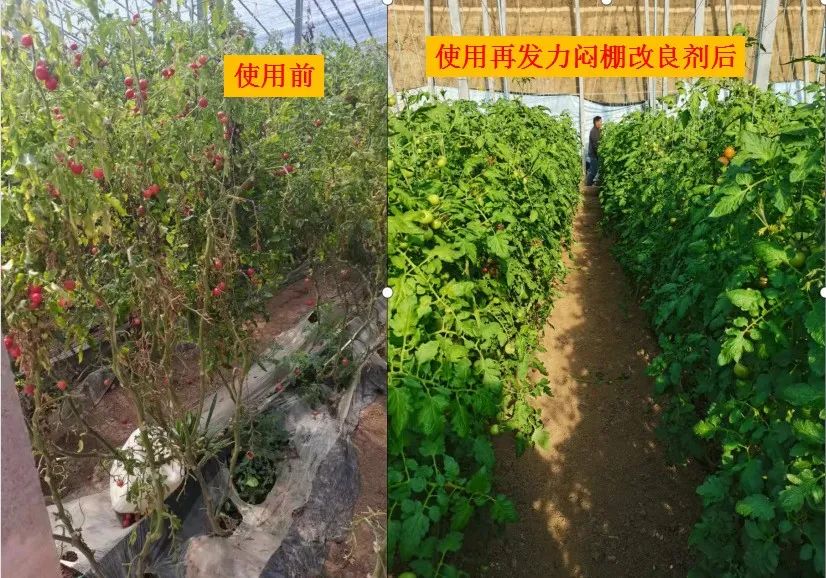 如何悶棚效果好？種植高手的經(jīng)驗是......